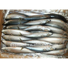 Frozen Mackerel (scomber japonicus)